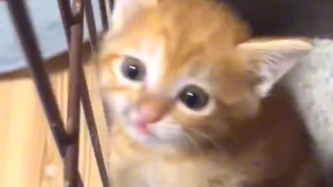 Amazing cat 🐈‍⬛ trending video