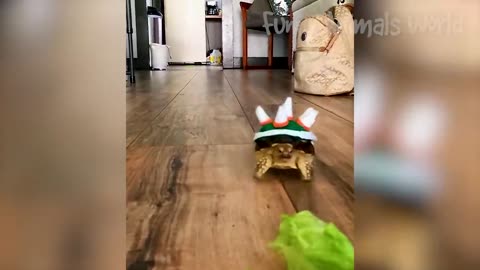 Dogs .. funny videos in there activities. Is so funny