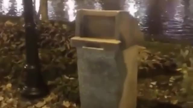 Cute raccoon got out of the trash