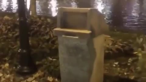 Cute raccoon got out of the trash