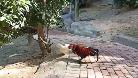 rooster