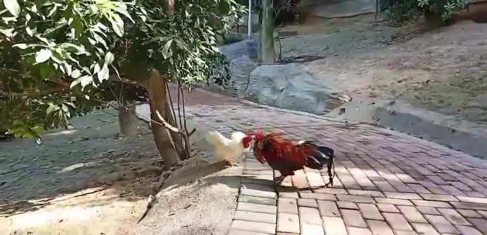 rooster