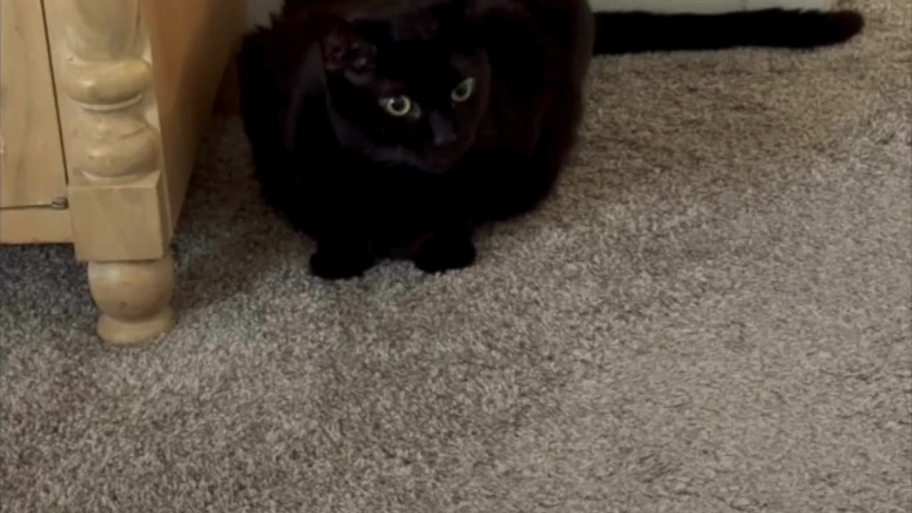 Adopting a Cat from a Shelter Vlog - Cute Precious Piper Guards the Room and Nightstand #shorts