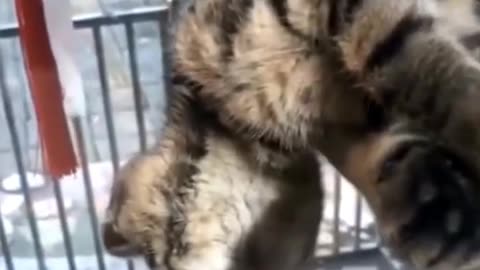 The funniest animals 2023 😂 Funny videos about cats and dogs 😺🐶 #shorts 😺🐶 | XENOLAM