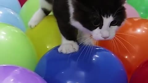 funny cat
