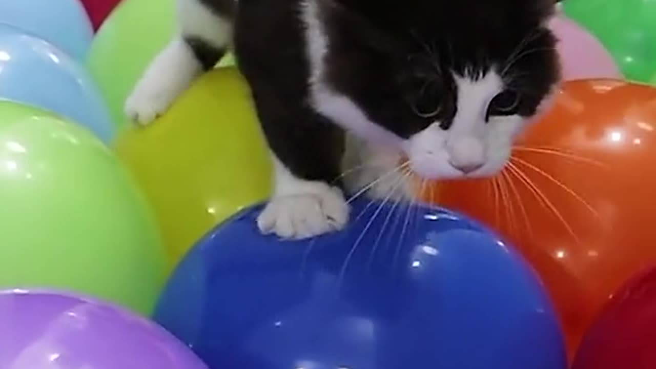 funny cat