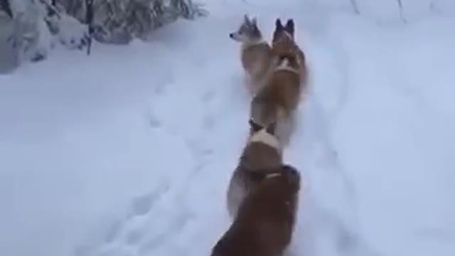 Cute Corgis