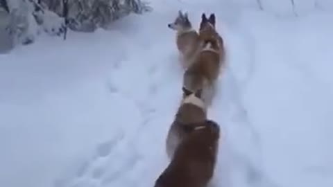 Cute Corgis