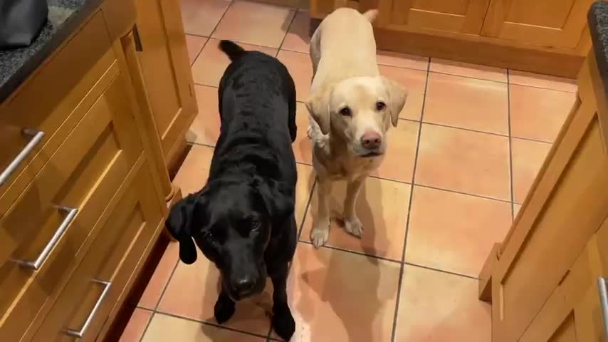 'Dog Days - A Year with Olive & Mabel'