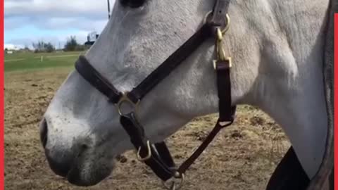 Satisfying Horse Grooming