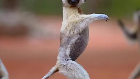 Animals vedio who is a royal animal