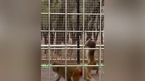new funny videos 2023