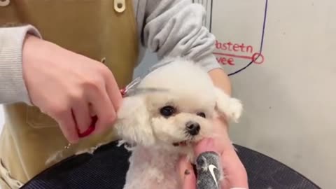White Mini Poodle Puppy Grooming _ Puppy Grooming _ Dog Grooming