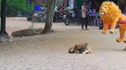 Funny animal