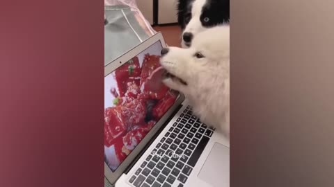 Funniest Animals 2023 😂 Funny Cats and Dogs Videos 😺🐶 Part 1