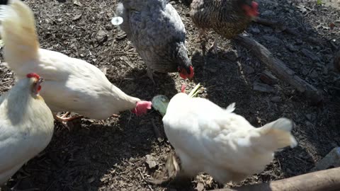Chickens tastes have matured. They finally like celery.