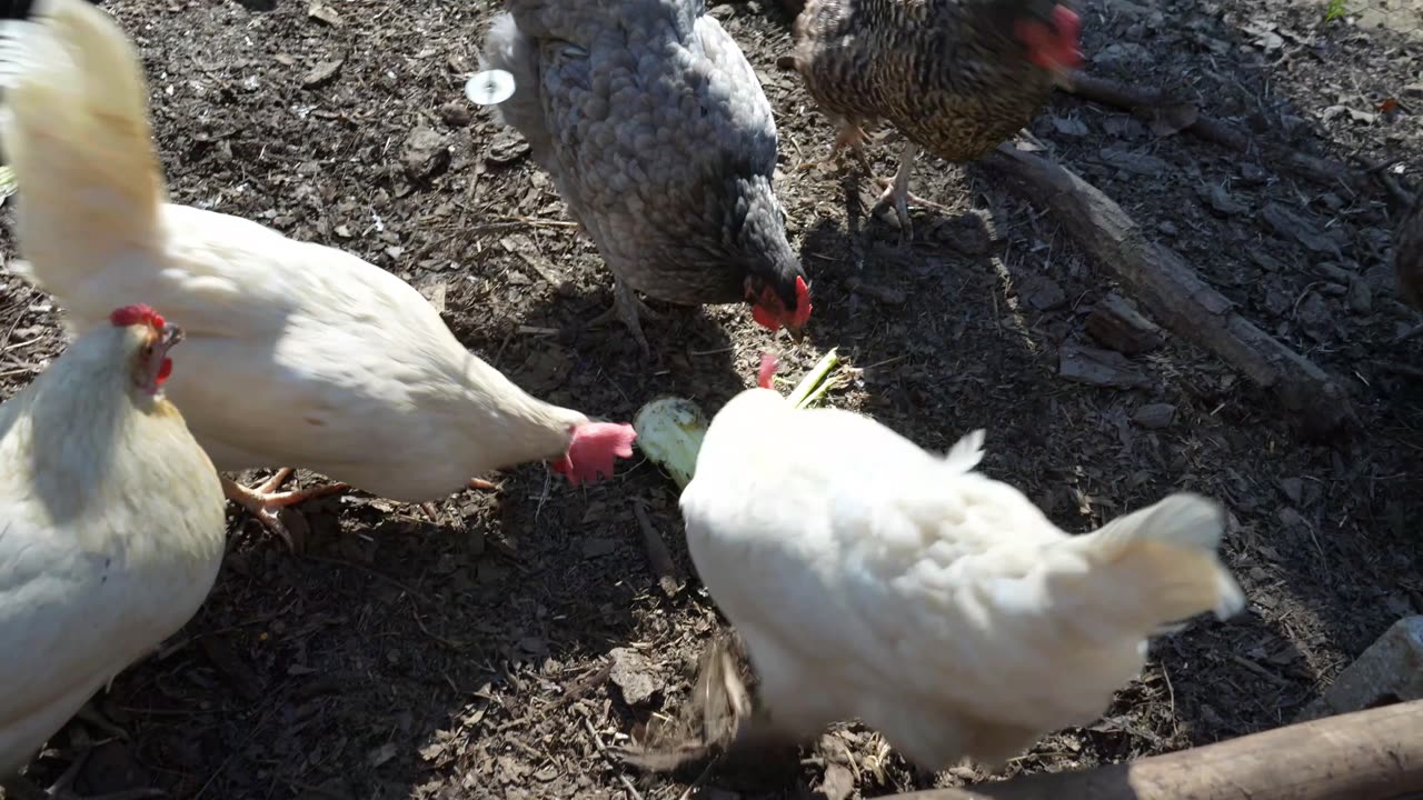 Chickens tastes have matured. They finally like celery.