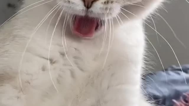 cat #tiktokcats #cats #tiktokanimals #fyp #kitten #котята