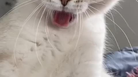 cat #tiktokcats #cats #tiktokanimals #fyp #kitten #котята