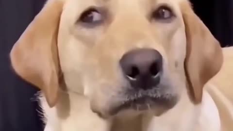 Very fanny animals funny cat 🐈 video