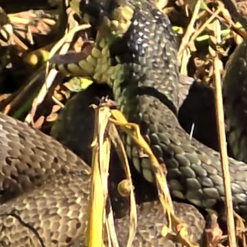 Snake yawns in slow motion / a grass snake opens its mouth in slow motion.