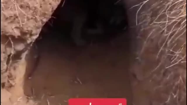 Wolves aren't like dogs.