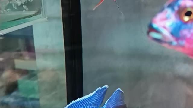 CICHLID FISH Are COLORFUL Ornamental FISH with Interesting PATTERNS!!!
