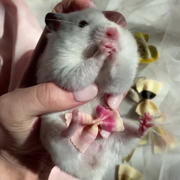 Cuty Rat