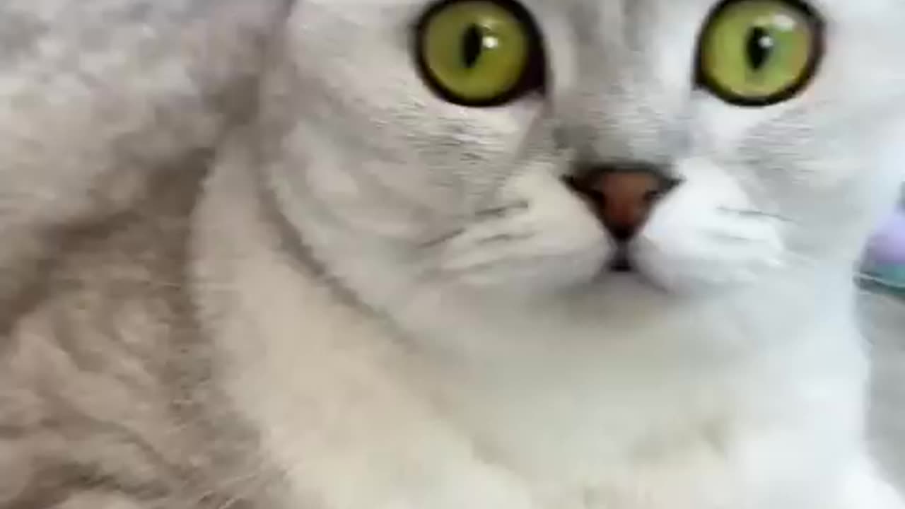 How to trick a cat #cat #cats #cat #cute #kitten #pets #meow