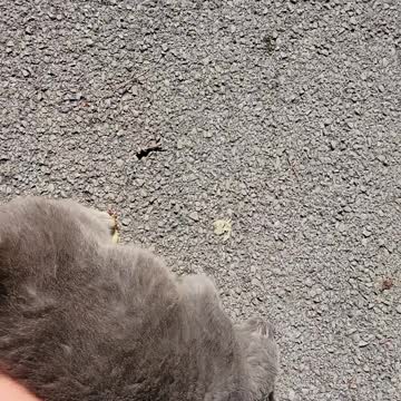 Cute cat trying to snuggle