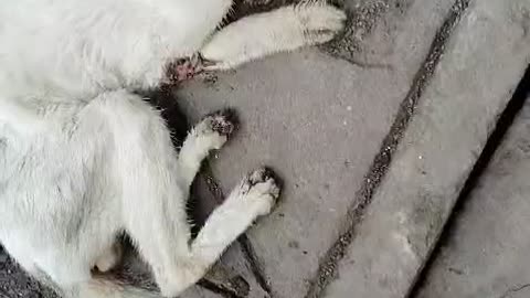 Cat with maggot wound
