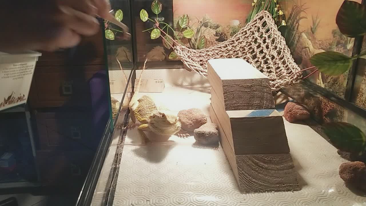 Feed Bearded Dragon Superworms | Cute Animal/Pet/lizard