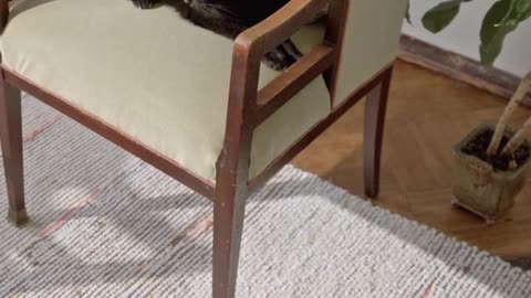 Funny cats