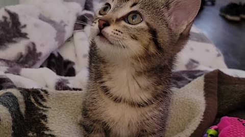 Kitten meow
