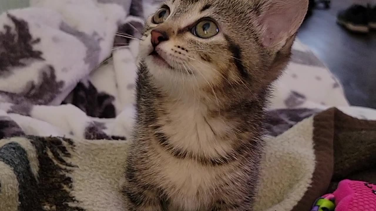 Kitten meow