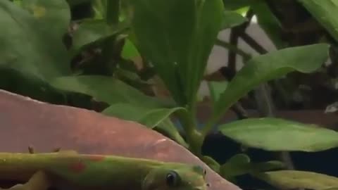 Wildlife & Funs