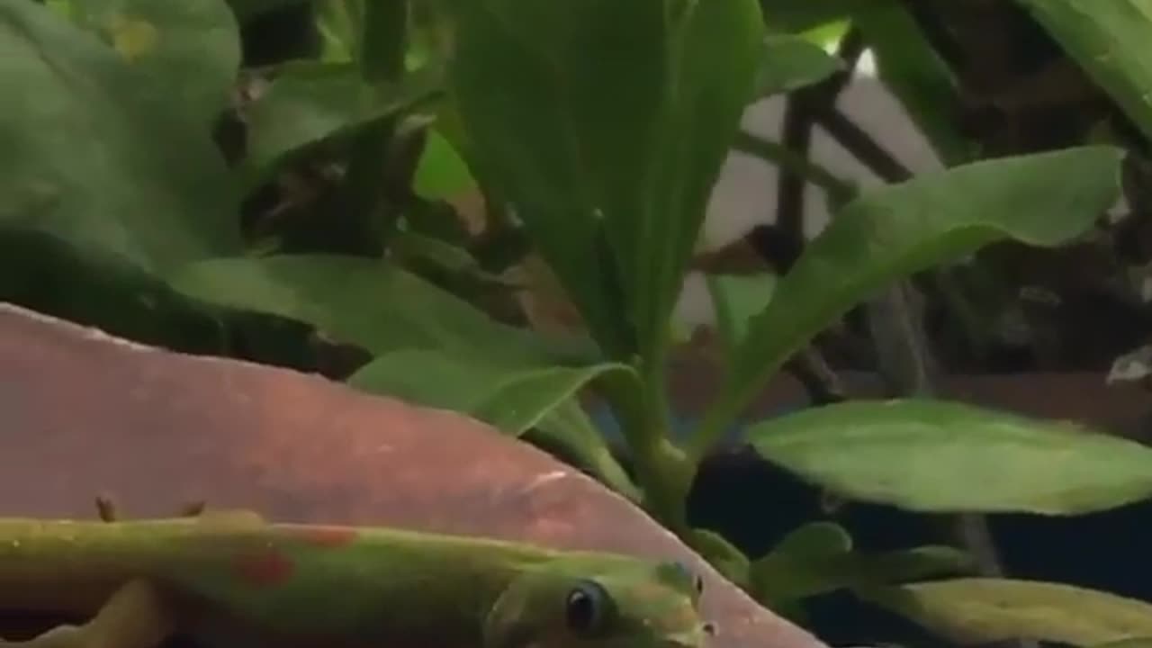 Wildlife & Funs
