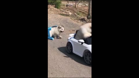 funny dogs