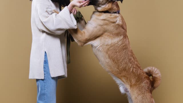 woman-end dog training