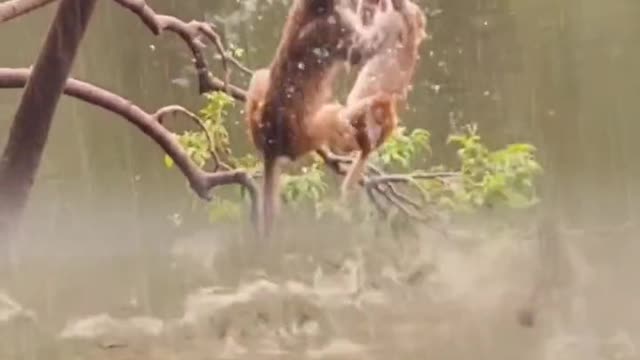 Animals of South America 4K Scenic Wildlife Film With Calming Music