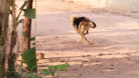 Dogs and Basket Pranks Part 01
