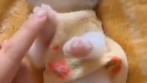 Baby cat play,Cat funny reaction,Cat funny video Cat play | cat paly with cute baby