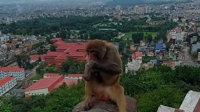 Runaway monkey. Cute video