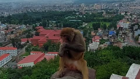 Runaway monkey. Cute video