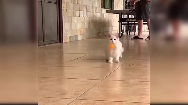 Baby Cats - Cute and Funny Cat Videos Compilation