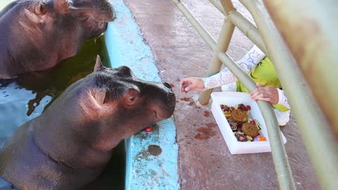 Animals eat food