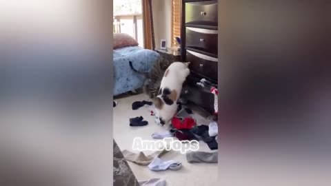 ANIMALES GRACIOSOS QUE HABLAN