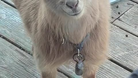 Two lambs eating a food and singing a song