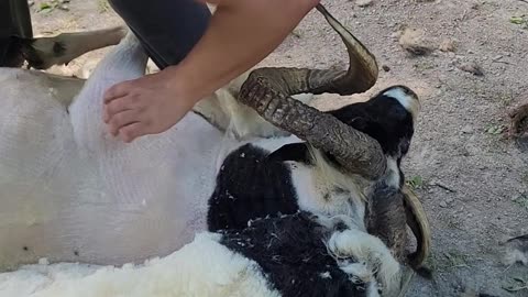 Double curl ram