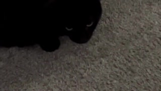 Adopting a Cat from a Shelter Vlog - Precious Piper with Her Favorite Toy #shorts